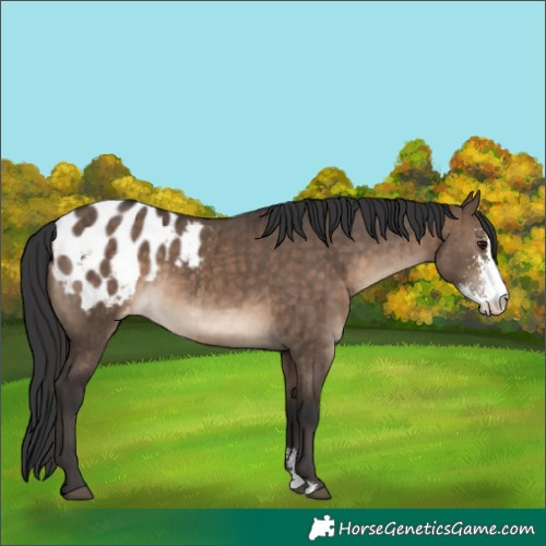 Horse Color:Brown Dun Sabino Blanket Brindle 