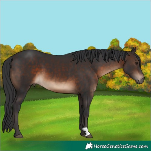 Horse Color:Brown 