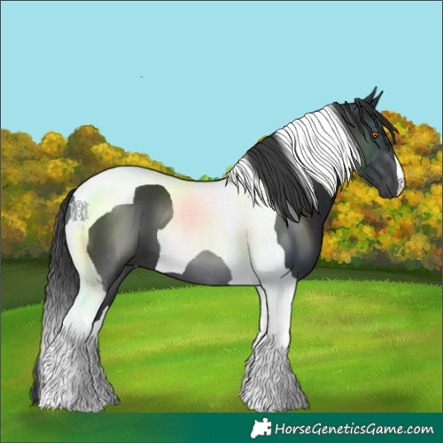 Horse Color:Black Tobiano 