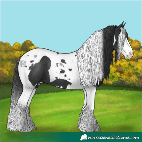 Horse Color:Black Splash Tobiano