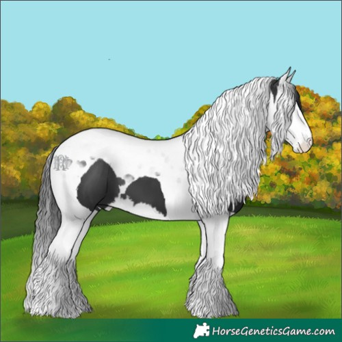 Horse Color:Black Splash Tobiano