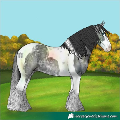 Horse Color:Black Ice Splash Tobiano
