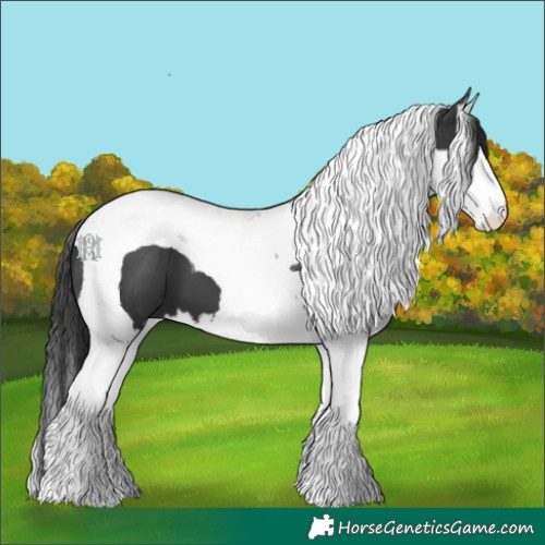Horse Color:Black Splash Tobiano 