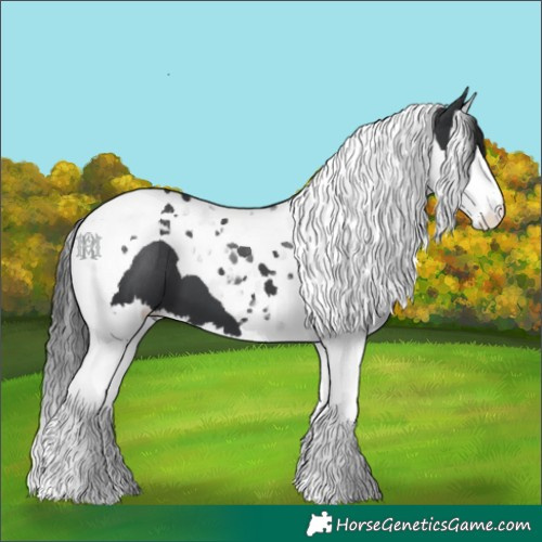 Horse Color:Black Splash Tobiano 