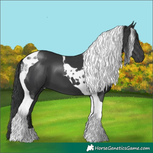 Horse Color:Black Tobiano
