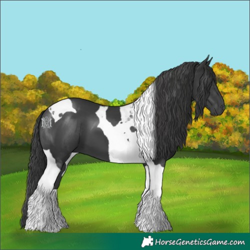 Horse Color:Black Tobiano 