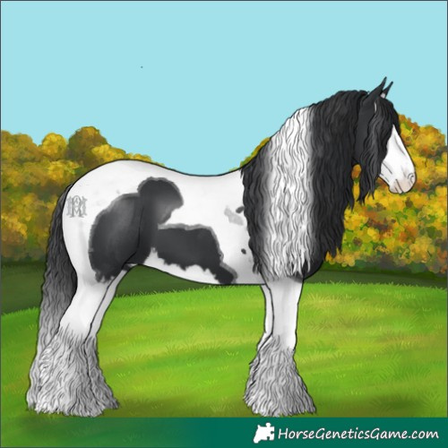 Horse Color:Black Splash Tobiano 