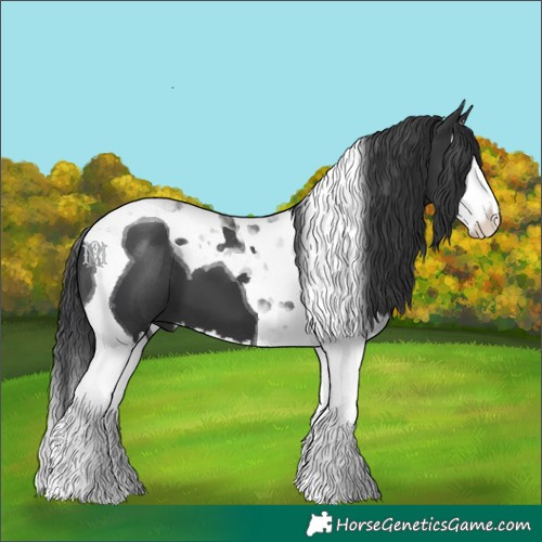 Horse Color:Black Splash Tobiano 