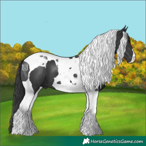 Horse Color:Black Tobiano 