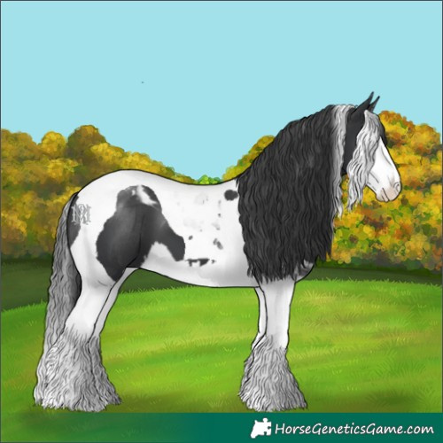 Horse Color:Black Splash Tobiano 