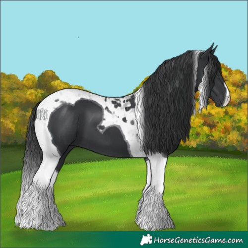 Horse Color:Black Tobiano 