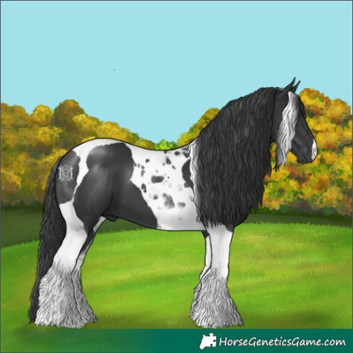 Horse Color:Black Tobiano