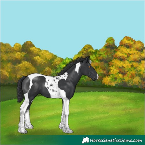 Horse Color:Black Tobiano 