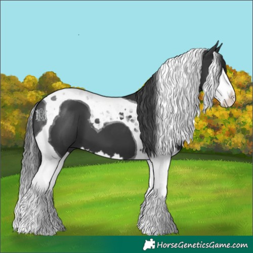 Horse Color:Black Splash Tobiano 