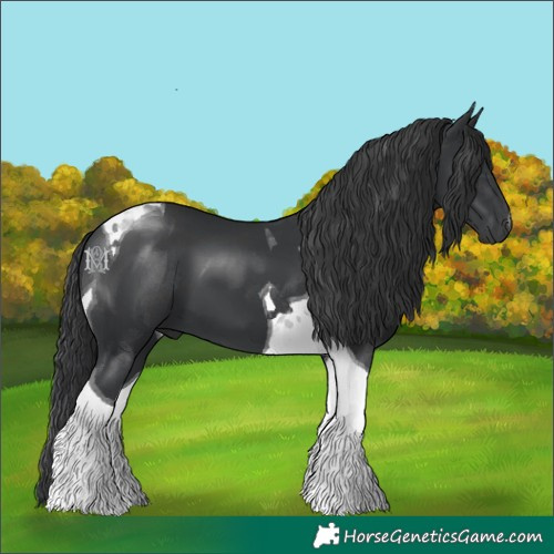 Horse Color:Black Tobiano