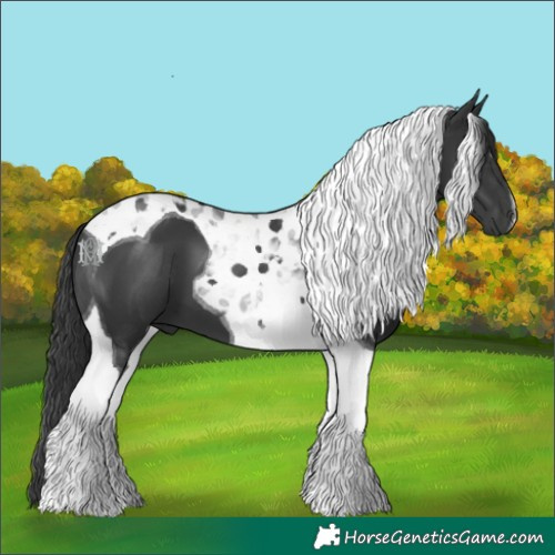 Horse Color:Black Tobiano
