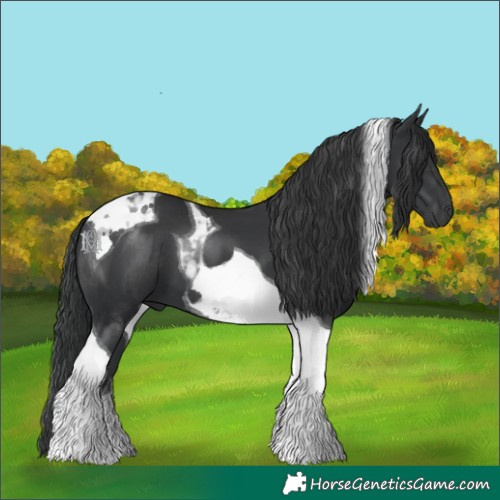 Horse Color:Black Tobiano