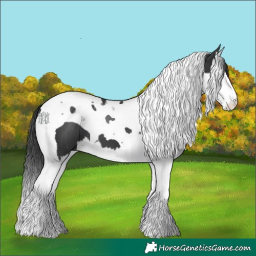 Horse Color:Black Splash Tobiano
