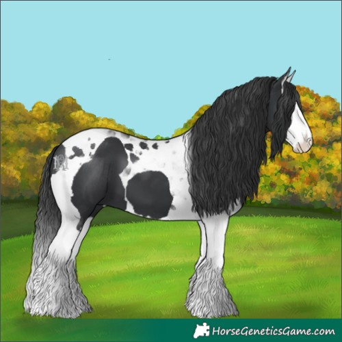 Horse Color:Black Splash Tobiano 
