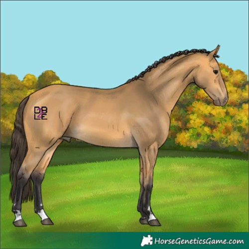 Horse Color:Buckskin