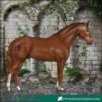Horse Color:Gray Chestnut Tobiano