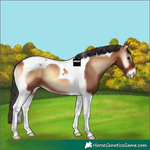 Horse Color:Bay Onyx Tobiano