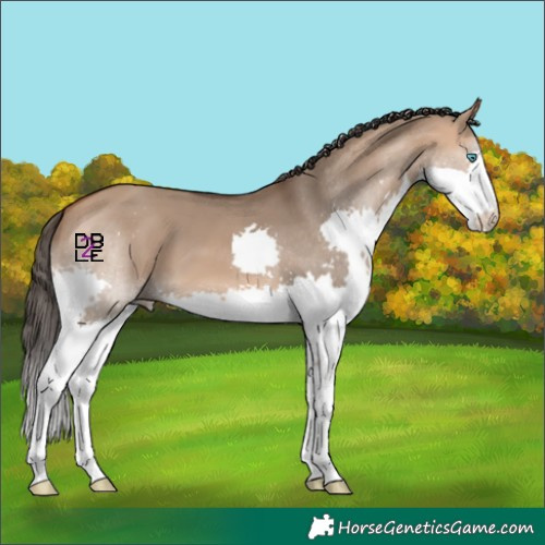 Horse Color:Bay Dun Splash 