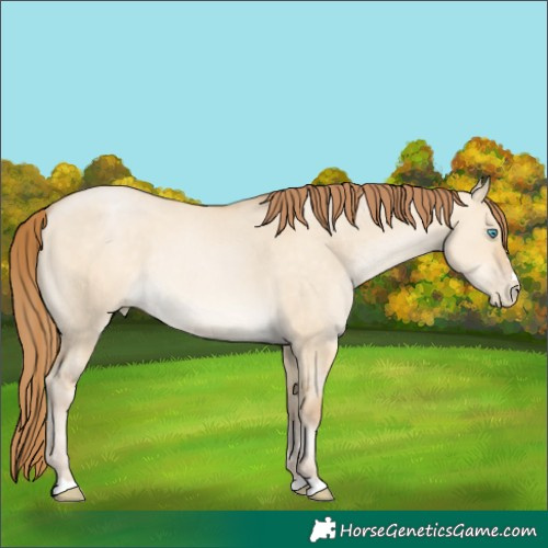 Horse Color:Buckskin Pearl Dun Rabicano 