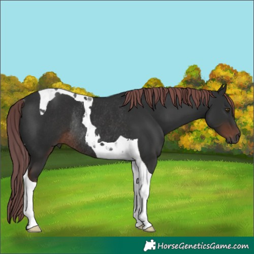 Horse Color:Gray Liver Chestnut Tobiano Rabicano