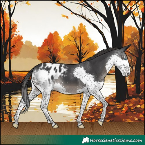 Horse Color:Black Splash Appaloosa