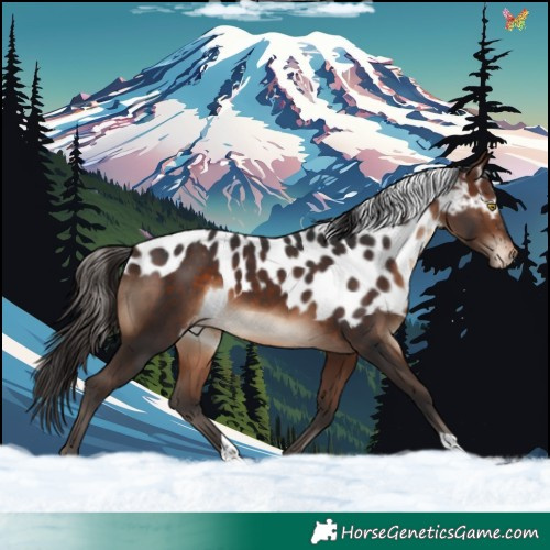 Horse Color:Brown Skewed Appaloosa