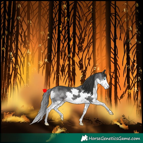 Horse Color:Black Splash