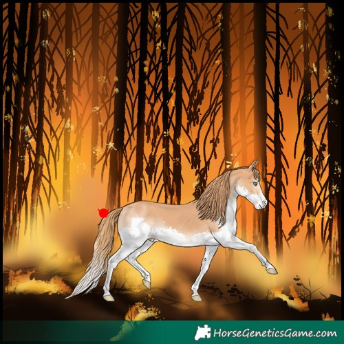 Horse Color:Chestnut Splash
