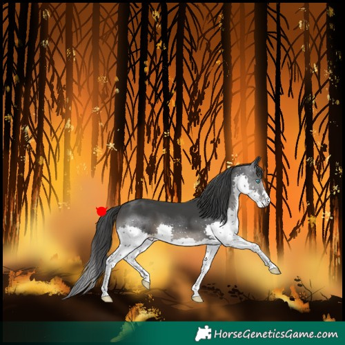 Horse Color:Black Splash 
