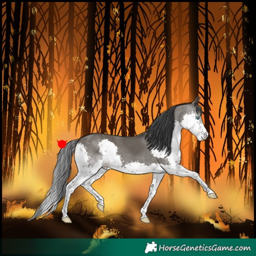 Horse Color:Grullo Splash