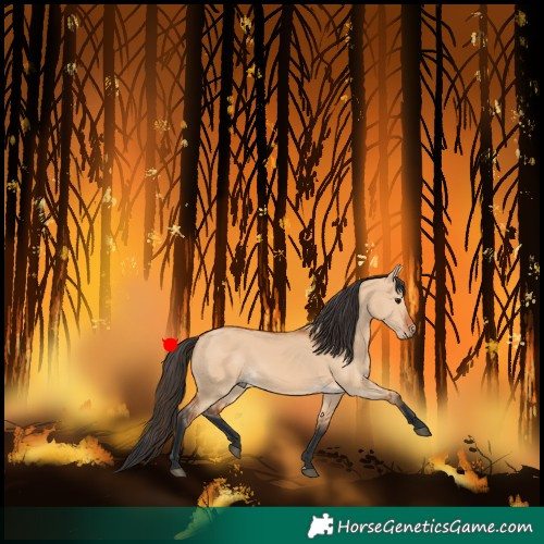 Horse Color:Bay Dun 