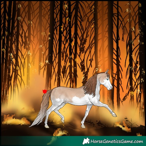Horse Color:Red Dun Splash