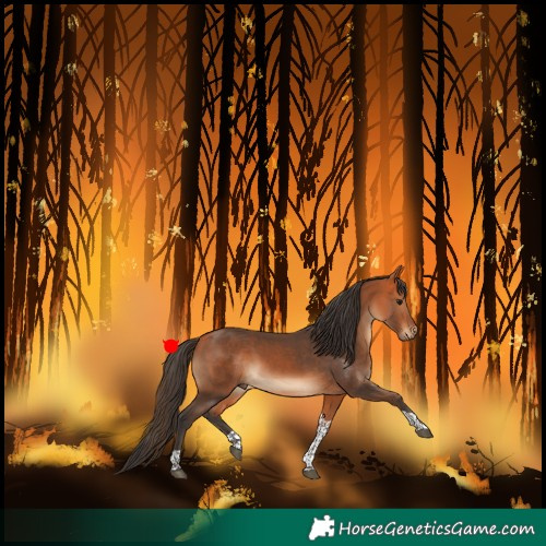 Horse Color:Bay Tobiano 