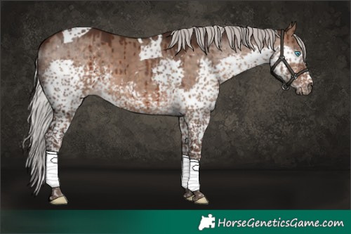 Horse Color:Silver Brown Dun Splash Tobiano Brindle