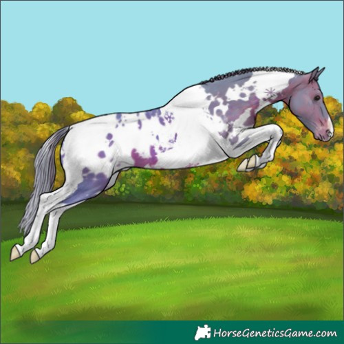 Horse Color:Watercolor White Spotted Brown Tobiano Near Leopard 