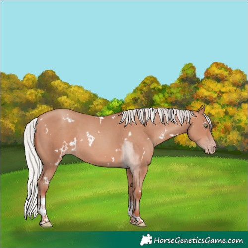 Horse Color:White Spotted Silver Sable Champagne Tobiano 