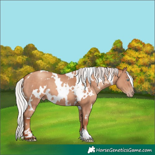 Horse Color:White Spotted Silver Sable Champagne