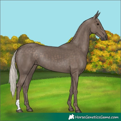 Horse Color:Silver Black