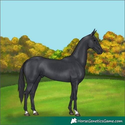 Horse Color:Black 