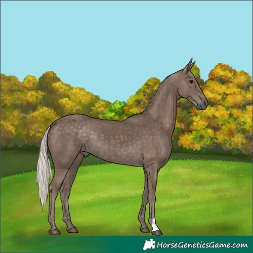 Horse Color:Silver Black 
