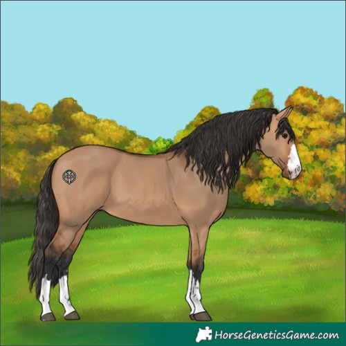Horse Color:Bay Dun 