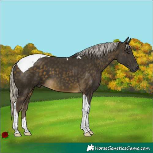 Horse Color:Silver Buckskin Tobiano 