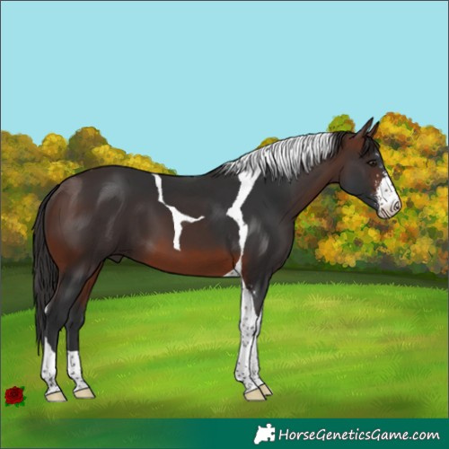 Horse Color:Brown Sabino Tobiano