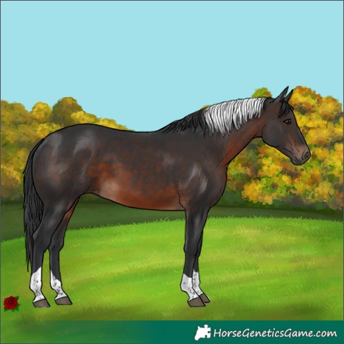 Horse Color:Brown Tobiano