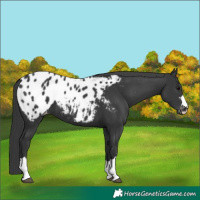 Horse Color:Black Blanket